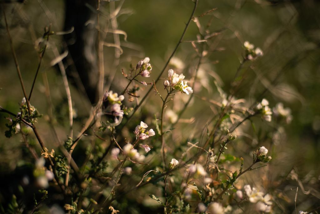 Floriana Mantovani, forografo milano, reportage preparazione vigna Acernole